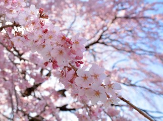 Red weeping cherry blossoms in japanese spring