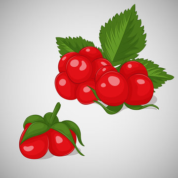 Bright juicy stone bramble on grey background. Sweet delicious for your design in cartoon style. Vector illustration. Berries Collection.