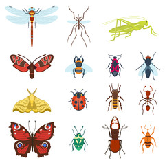 Colorful top view insects icons isolated on white wildlife wing detail summer worm and caterpillar bugs wild spider bee vector illustration.