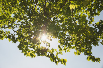 Sunlit Spring tree leaves scene in nature