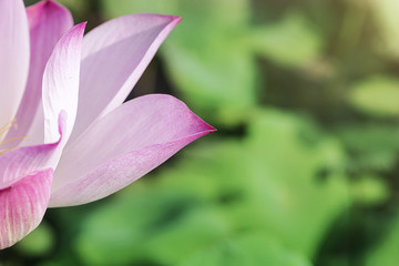 Fototapeta premium Close-up Blossom pink lotus flower