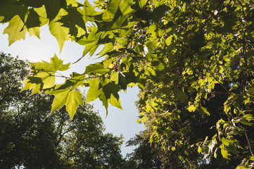 Sunlit Spring tree leaves scene in nature