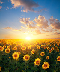 Sunflowers © Olexandr Kucherov