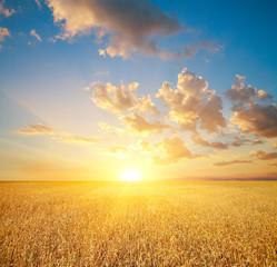 Wheat field at sunset