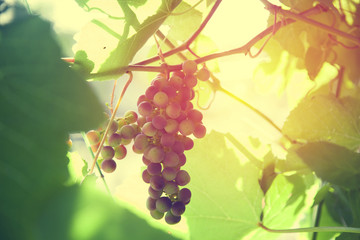 bunch of grapes in the sun
