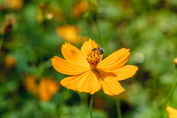 Yellow flower with a bee on pollen.