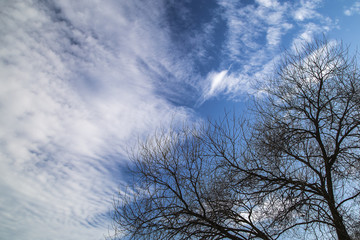 Kronas tree and sky