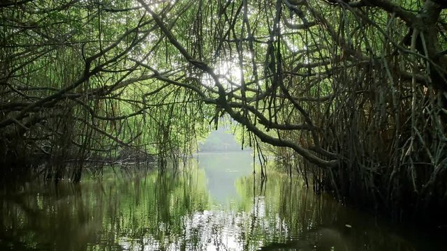 Slowly sailing on boat through beautiful mangorve forest on sunny day. Hanging roots and twisted branches reflect in water surface of calm river