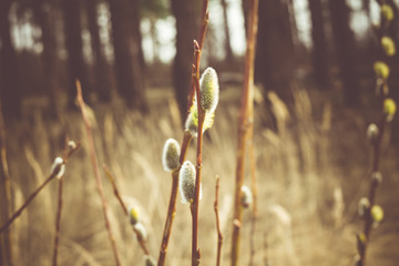 Naklejka premium Spring Pussy Willow