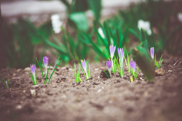 Spring White Flowers