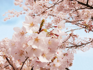 青空と桜