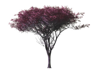 Red tree isolated on white background, 3 d render