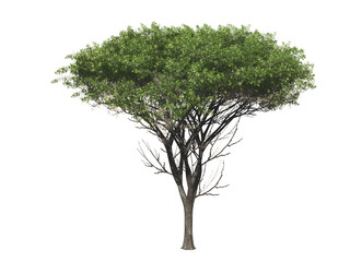 Green tree isolated on white background, 3 d render