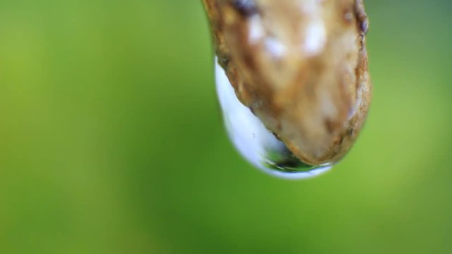 Natural subject video. Macro of water drop and a spring burgeon
