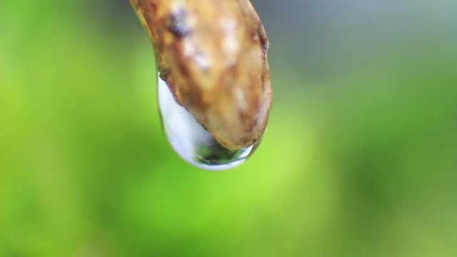 Natural subject video. Macro of water drop and a spring burgeon