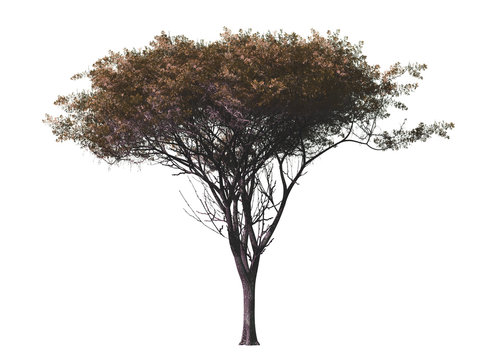 Tree isolated on white background, 3 d render