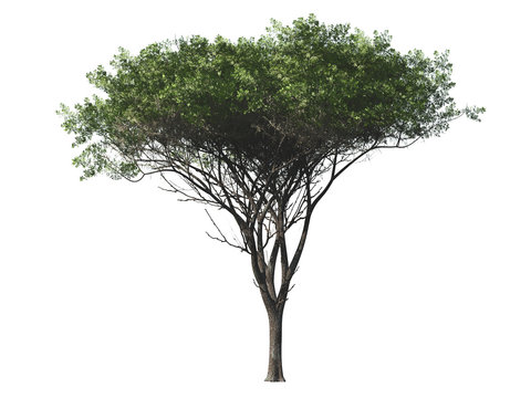 Green tree isolated on white background, 3 d render