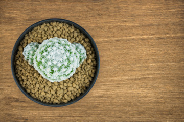 Closeup cactus in pot on wooden background