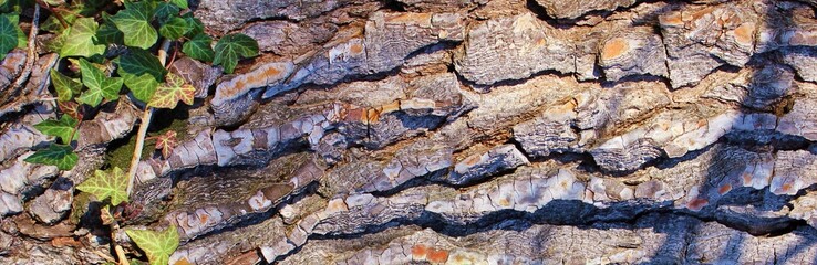 Rough bark in tree trunk