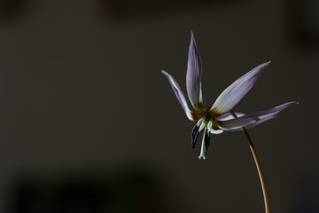 wild lily,Erythronium dens-canis