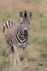 The watching Zebra