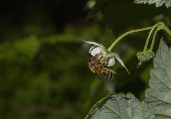 Bee collects pollen on flower