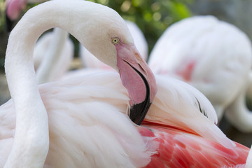 Naklejka premium Greater flamingo (Phoenicopterus ruber)