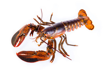 Raw canadian lobster on white background