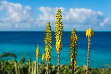 Blossoming, yellow flowers aloe-Vera plant and blue sea, Curacao island, wallpaper background - obrazy, fototapety, plakaty