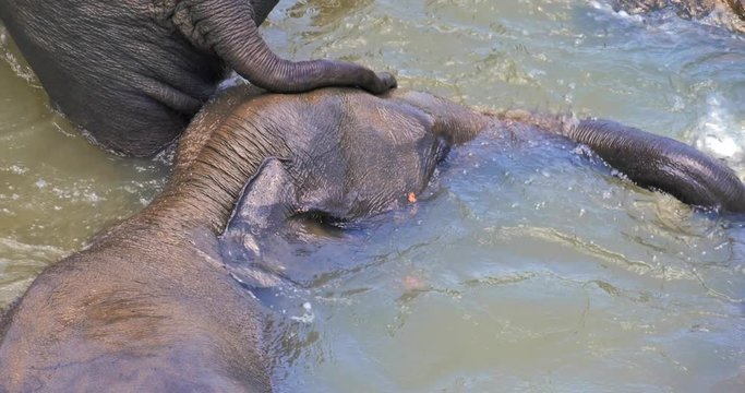 Funny wild elephants make water bubbles splashing surface and diving during bath in river, touch each other with trunks and relaxing. Playful animals background. Pinnawala, Sri Lanka