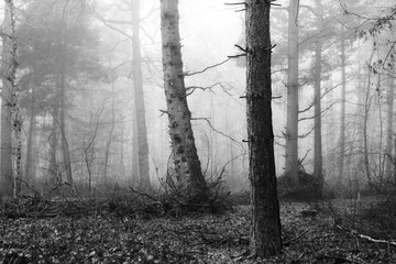 Naklejka premium English woodland on a foggy misty morning