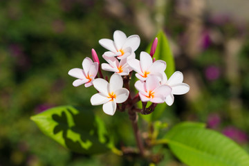 Wnite tropical exotic flowers