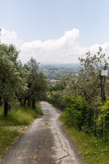 Fototapeta na wymiar Hillside tree lined road in Tuscan countryside.