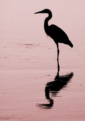 Silhouette of Great Blue Heron standing in water
