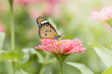 Butterfly on Flowers,Plain Tiger (Danaus chrysippus)