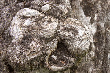 Tree bark ,Tree bark texture