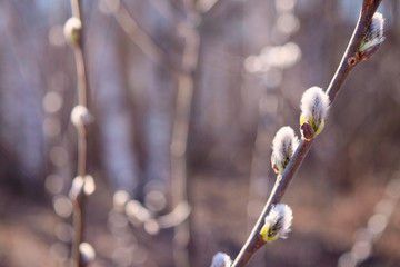 Blooming buds on the branches of a willow in the early spring, background, toning.
