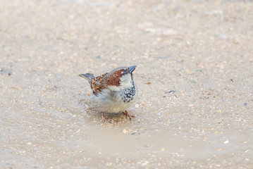 House Sparrow, Passer domesticus, bird who bathes in a puddle 