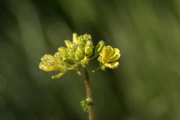 Yellow mustard flowers covered with tiny dew drops