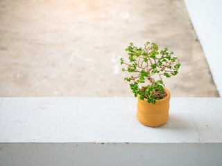 Little plant in orange earthenware pot on concrete floor
