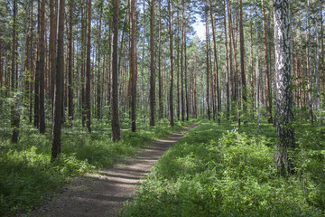 Fototapeta na wymiar forest,path,nature,tree