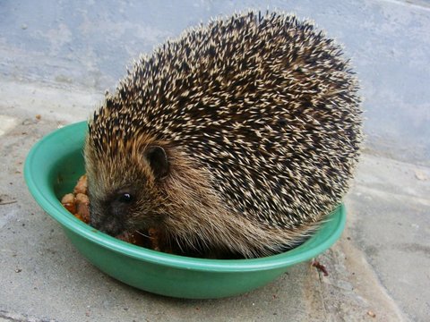Es schmeckt so gut - da setz ich mich rein