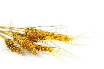 Ears of wheat and bowl of wheat grains