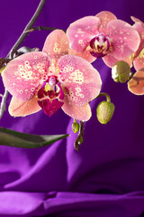 Pink Orchid macro with water drops. Phalaenopsis branch on purple background. Close up. Spring...
