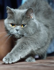 British Shorthair cat.