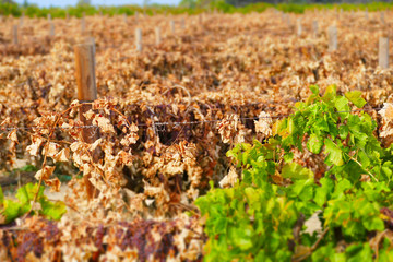 Dead sultana and grape vines in vineyard. Filmed Mildura, Victoria. 
