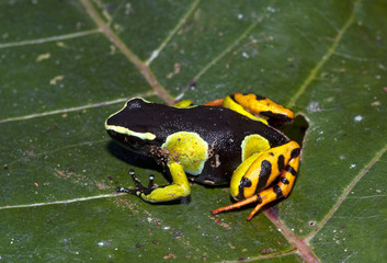 Obraz premium Mantella de Madagascar, Mantella madagascariensis, Painted mantella, Madagascar