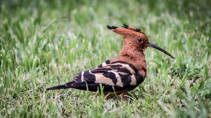 Hoopoe © Stanley