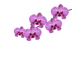 Beautiful purple realistic orchid flowers on a branch. Isolated on white background. illustration