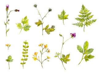Set of watercolor plants and branches, fern and wild flowers. Isolated nature illustrations.
